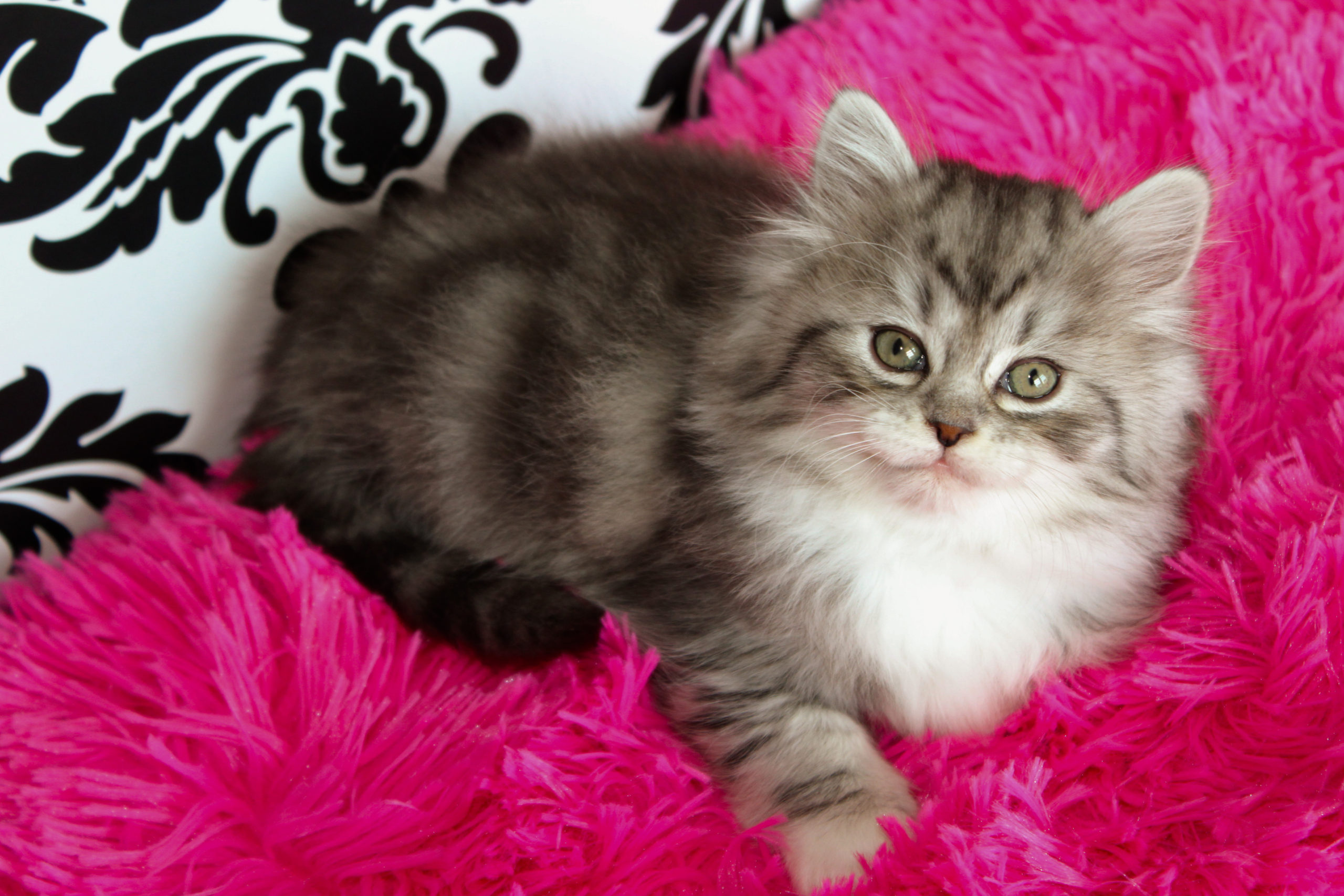 Our Cats – Silver Lining RagaMuffin kittens